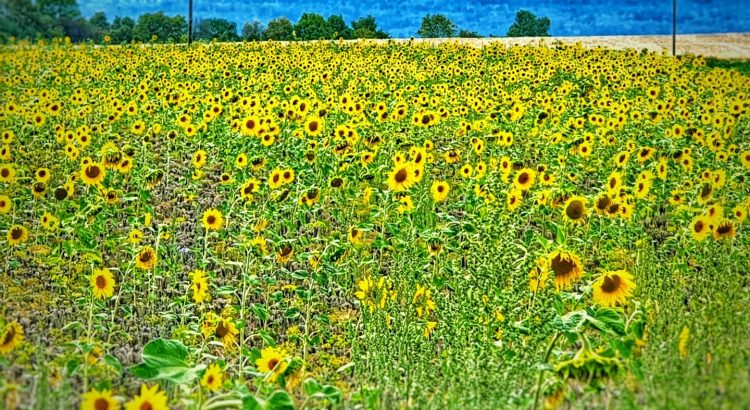 #sunflower #Wiesbaden
