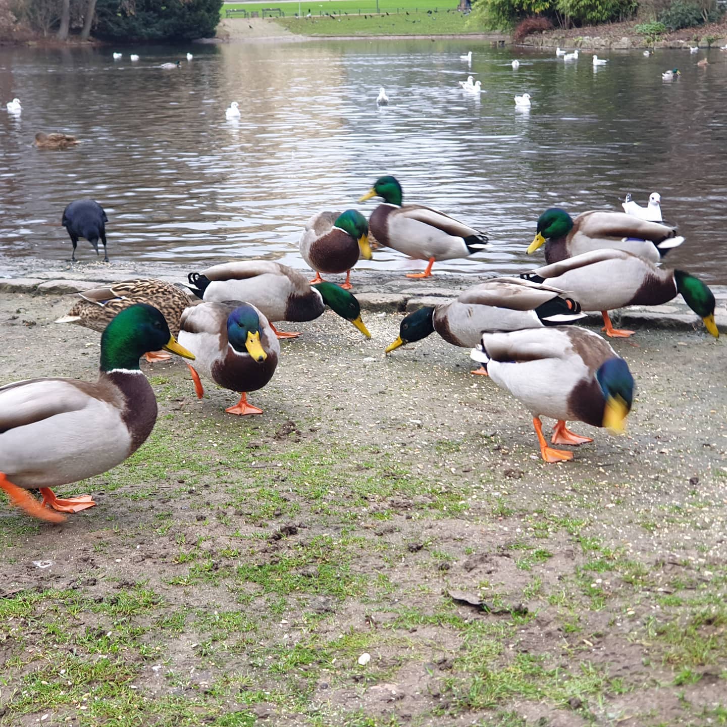 Ente Ente Ente #Ente