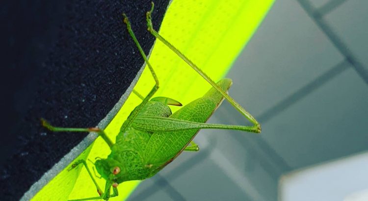 Hallo mein grüner Freund. #grasshopper #grashüpfer