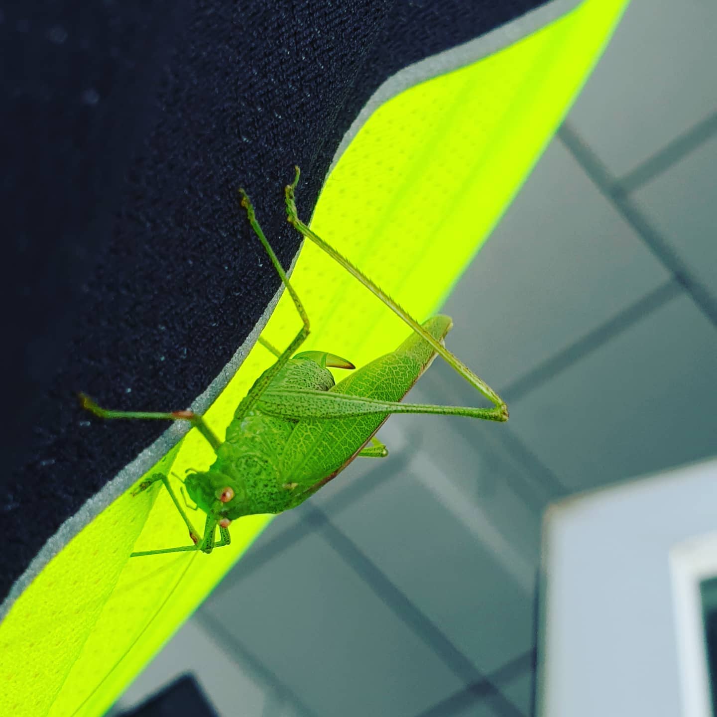 Hallo mein grüner Freund.