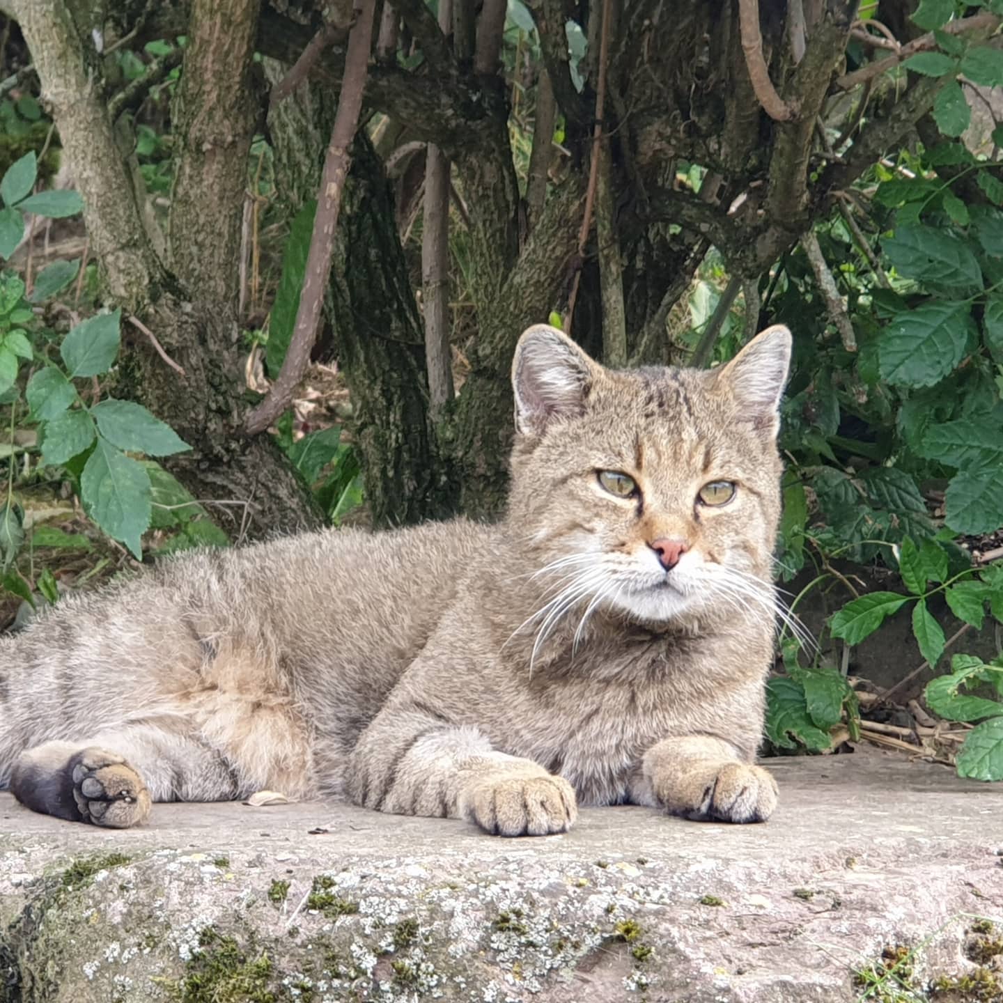 #wildkatzendorfhütscheroda #herrenhaushütscheroda #wegmitderoma #wegmitdemkind #eisenach
